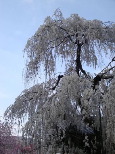 満開の一本桜を訪ね・・・・・又兵衛桜と大野寺しだれ桜