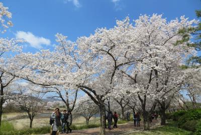 2014春、韓国旅行記27(5/25)：4月6日(4)：慶州、普門湖畔の桜、古墳(コブン)公園(コンウォン)、天馬塚(チョンマチョン)