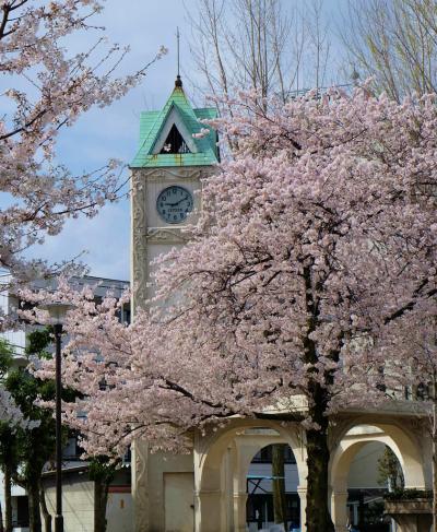 桜の花咲く小さな公園　赤羽公園