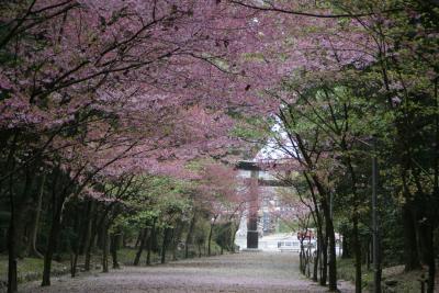 近江神宮、桜のトンネル