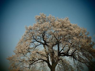 初めて見た満開の王仁塚の桜