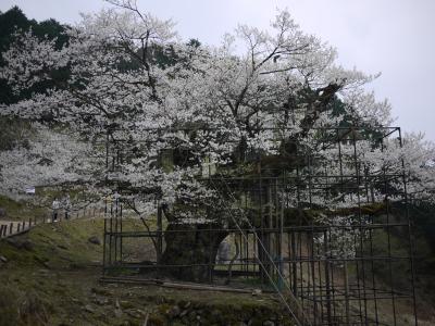 1本の桜に会いに～樹齢千年　樽見の大ザクラ