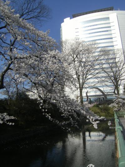 2014年の花見　④　高崎