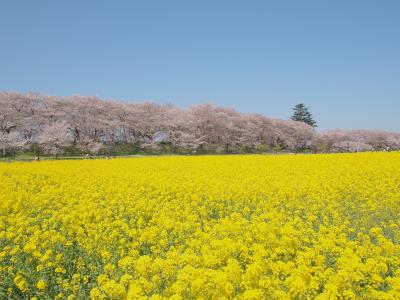 権現堂さくら祭り