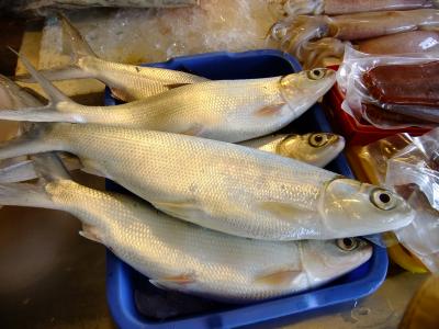 特にプランなしの初台湾　寒い信州からの脱出のはずだったのだが　　台南から台北へ　そして帰国