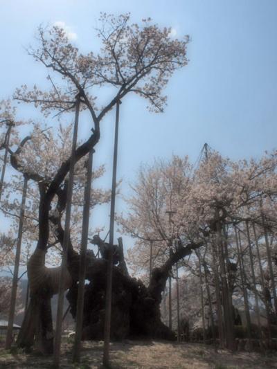 実相寺の神代枝垂れ桜も満開