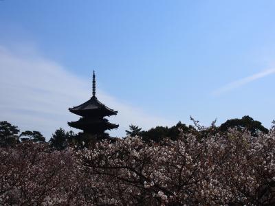 京都・仁和寺、遅咲きの御室桜はもう満開