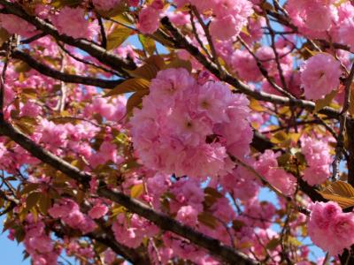 小さな赤羽公園　八重桜満開　植木市