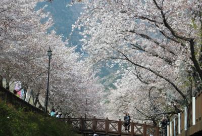 2014春、韓国旅行記27(12/25)：4月7日(5)：鎮海(チネ)、余佐川(ヨザチョン)の桜と菜の花