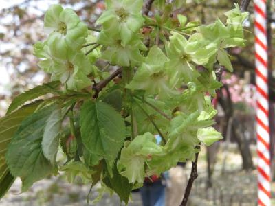 今年、最後の桜を愛でる「桜の通り抜け」』キタ（大阪駅・梅田