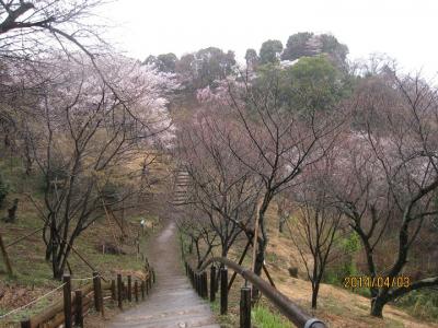 雨の日の多摩森林科学園のサクラと武蔵陵墓地