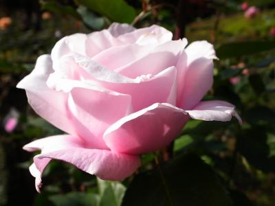 旧古河庭園は薔薇の花でも有名です。