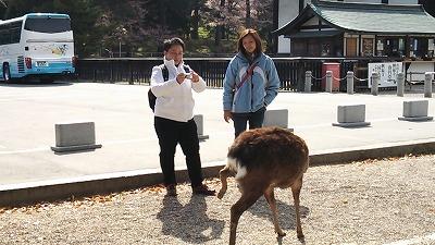 2014/04/11　タイ出張同僚と奈良・京都　奈良編
