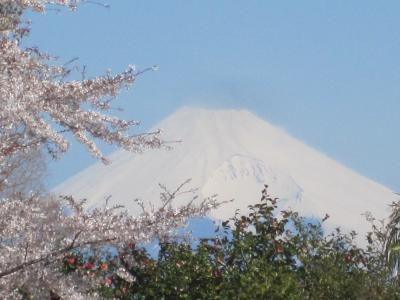 満開の桜を堪能しながらのゴルフでした。