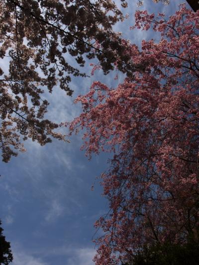 吉野山の桜