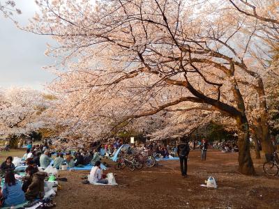 東京２０１４桜　【５】光が丘公園