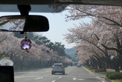 2014春、韓国旅行記27(13/25)：4月7日(6)：鎮海(チネ)、海軍司令部と士官学校の桜、艦船、亀甲船