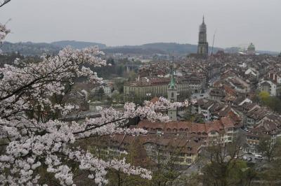 スイスで日本の春を楽しむ【スイス情報.com】