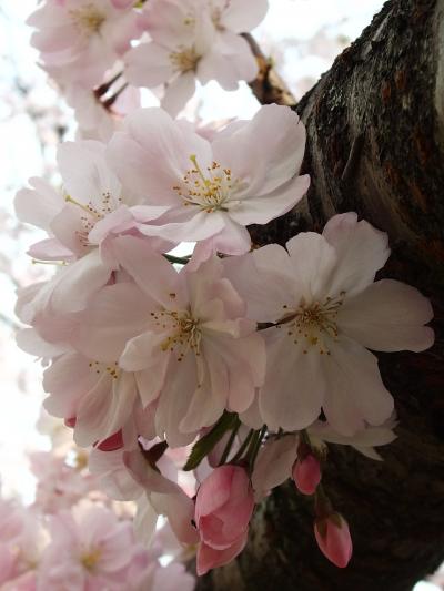 爛漫の桜を愛でながら　豊田市美術館の桜２０１４