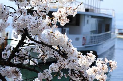 桜を見に　琵琶湖（海津大崎～竹生島～奥琵琶湖パークウエイ）へドライブ！