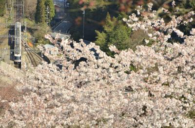 吉野山の千本桜を見に訪れてみた・・・がしかし