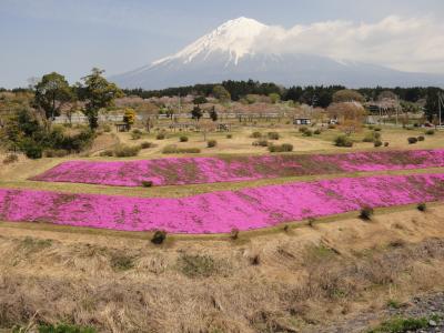 桜と富士山 Part2 in 富士宮