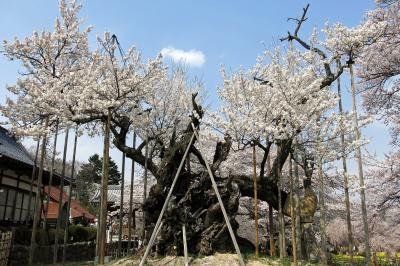 桜の名木を訪ねて山梨へ・・・