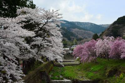 ２０１４年４月１２日　箱根宮城野の桜　染井吉野と枝垂れ桜が見頃です