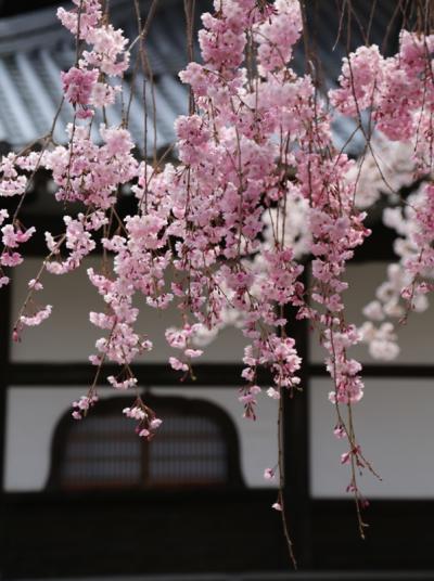 兵庫の桜　2014　～有馬温泉　後編～