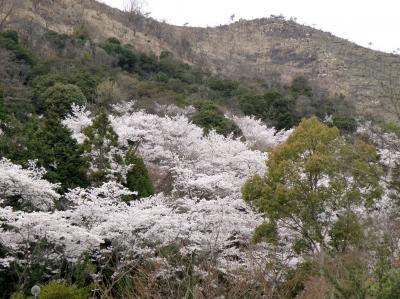 兵庫桜紀行　２０１４　その１  鹿嶋自然公園の桜