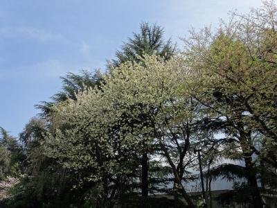 神宮球場近辺で遅咲きの桜お花見でコンデジのバッテリのもち具合チェック