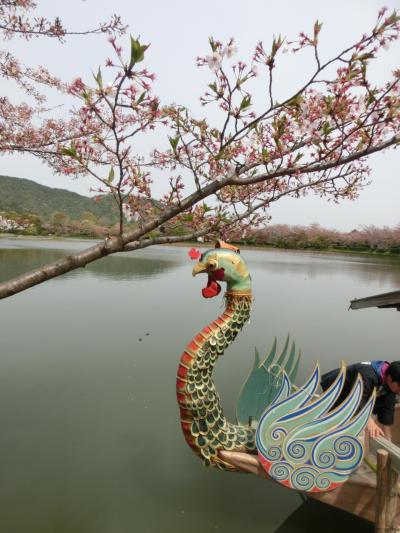 京都町歩き(18)/満開の桜を探して徒歩で嵐山から仁和寺へ/清涼寺・大覚寺・大沢池・広沢池・佐野さんの桜/２０１４年４月