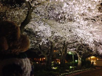 2014 義蔵・明日館夜桜鑑賞会