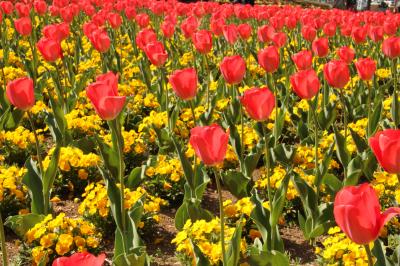 大宮花の丘農林公苑　　ちょっと見ごろ過ぎたけど…春の代表花チューリップを見に！