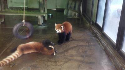レッサーパンダ研究の旅〈8〉夢見ヶ崎動物公園