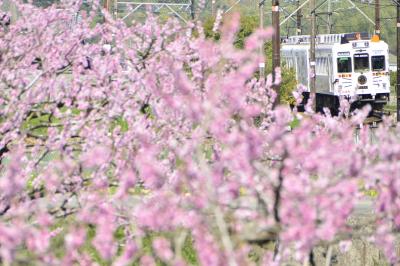 たま電車の「たま駅長」を追いかけて桜と桃の花が咲く和歌山電鐵貴志川線に訪れてみた