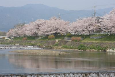 京の桜めぐりーーー上賀茂・半木の道・植物園・平安神宮