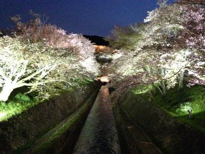 琵琶湖疏水の桜ライトアップ!!