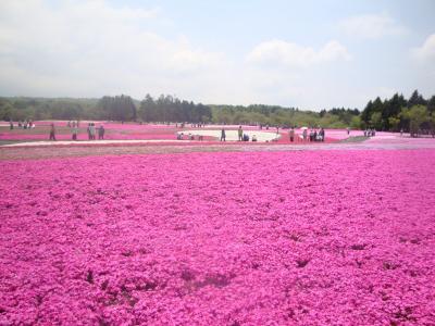 母の日のプレゼントは……富士芝桜を見にドライブ