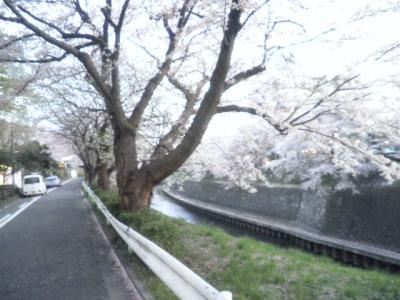 引地川の桜