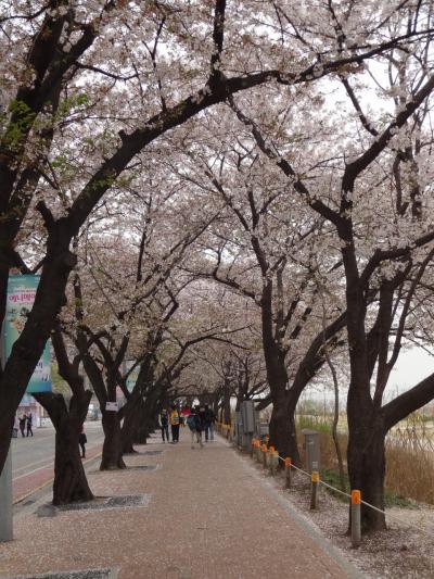 初一人旅　春のソウルをゆく～♪