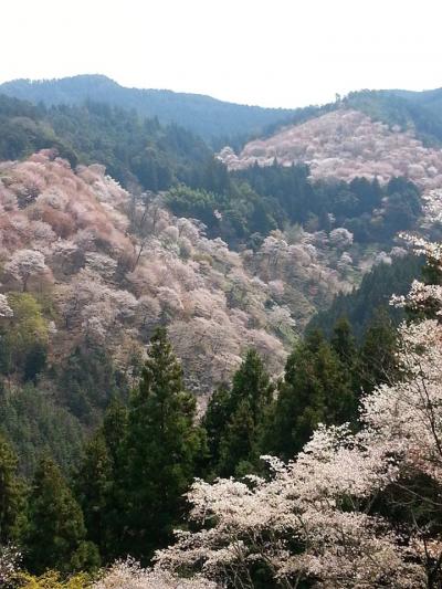 吉野山～世界遺産は春爛漫。さくら、さくらの花道を行けばため息だけがでるばかり…この眺望プライスレス！
