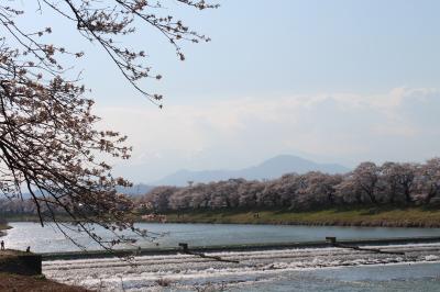 2014年4月　仙台グルメを堪能し、宮城県のサクラの名所（白石川堤一目千本桜）へ行ってきました