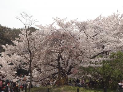 植物園の桜