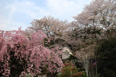 2014/04　時之栖泊　満開の桜とまかいの牧場♪ 〔1泊2日〕　※息子1歳７ヶ月