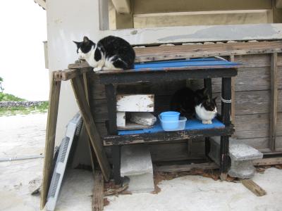 初めての石垣島〜天気に恵まれず・・・〜 2