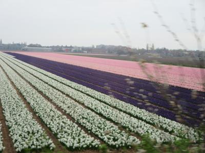 MiffyもTin Tinもチューリップも♪ベネルクス8日間の旅☆その３☆キューケンホフ公園前編～予想外の花畑に感激ヽ(^o^)丿