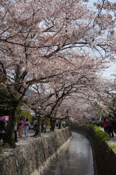 春爛漫の京都で桜三昧♪二日目