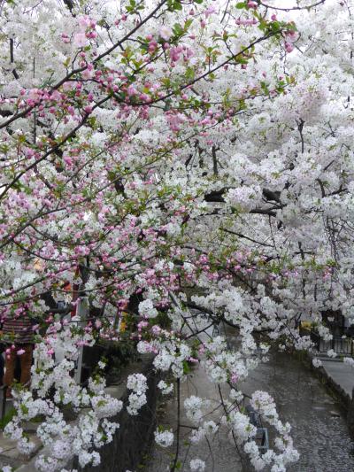 &#39;14 春のお花見☆京都編