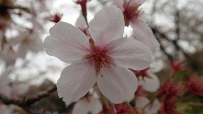 ぷらっと福岡　お花見オフでへべれけ～♪